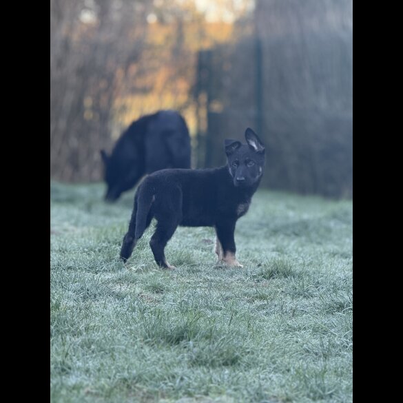 German Shepherd (Alsatian)