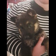 German Shepherd (Alsatian)