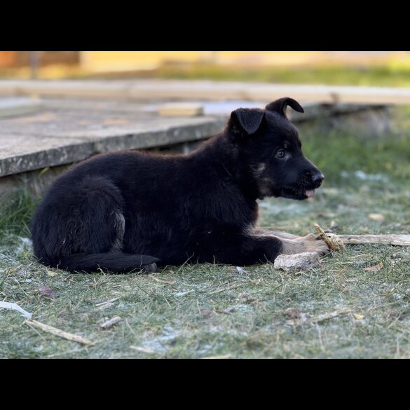 German Shepherd (Alsatian)