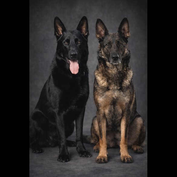 German Shepherd (Alsatian)