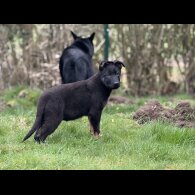 German Shepherd (Alsatian)