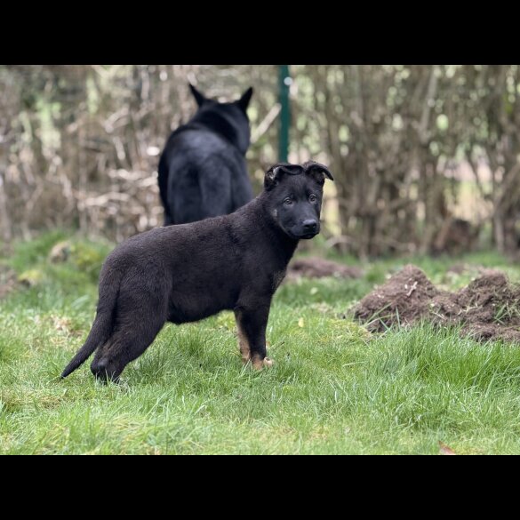 German Shepherd (Alsatian)