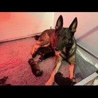 German Shepherd (Alsatian)