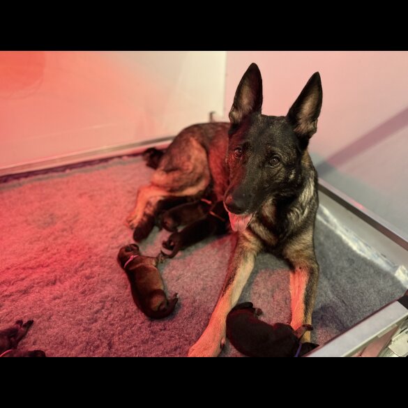 German Shepherd (Alsatian)