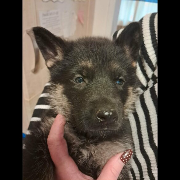 German Shepherd (Alsatian)