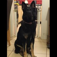 German Shepherd (Alsatian)