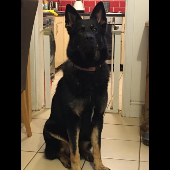 German Shepherd (Alsatian)