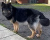 German Shepherd (Alsatian)