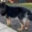 German Shepherd (Alsatian)