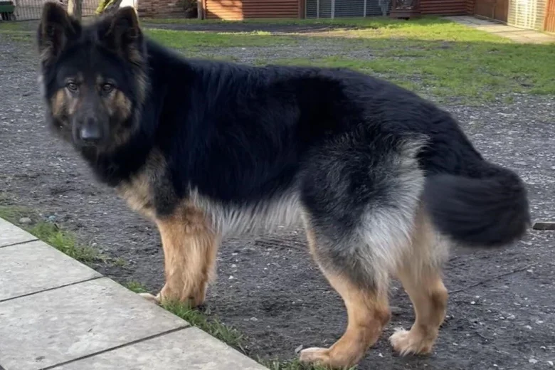 German Shepherd (Alsatian)