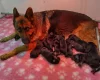 German Shepherd (Alsatian)