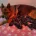 German Shepherd (Alsatian)
