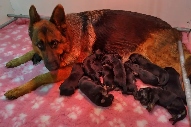 German Shepherd (Alsatian)