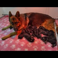 German Shepherd (Alsatian)