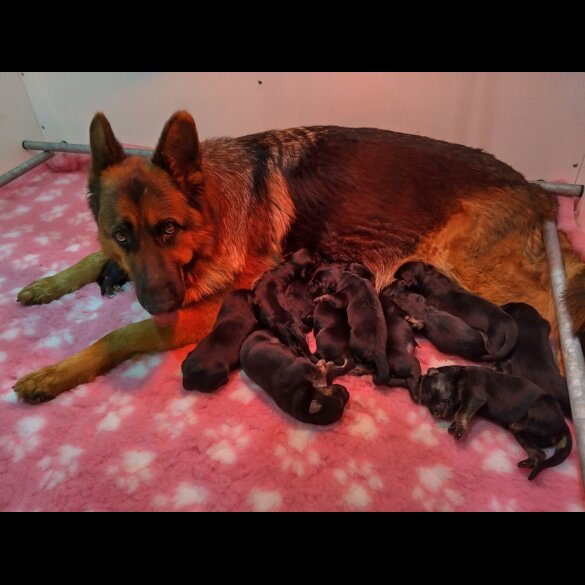 German Shepherd (Alsatian)