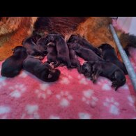 German Shepherd (Alsatian)