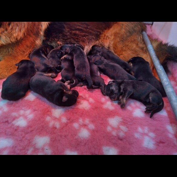 German Shepherd (Alsatian)