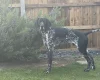 German Shorthaired Pointer