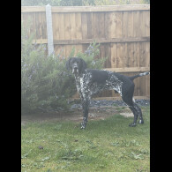 German Shorthaired Pointer