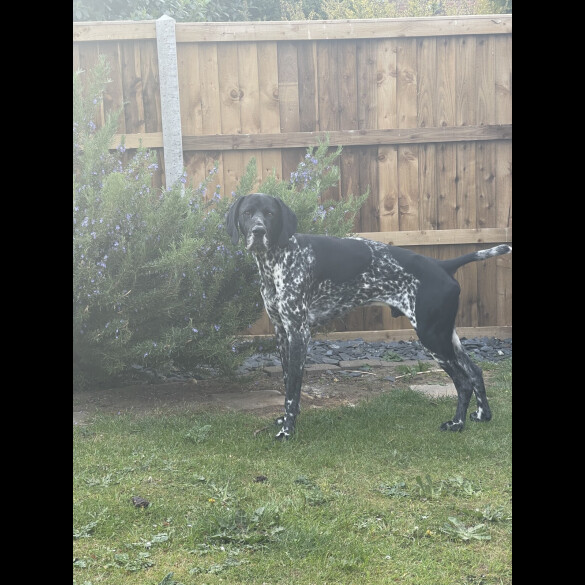 German Shorthaired Pointer