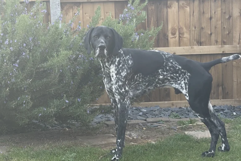 German Shorthaired Pointer