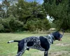 German Shorthaired Pointer