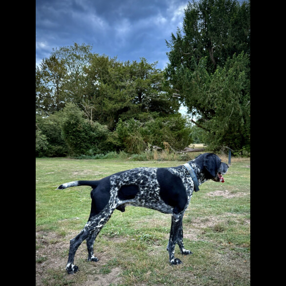 German Shorthaired Pointer