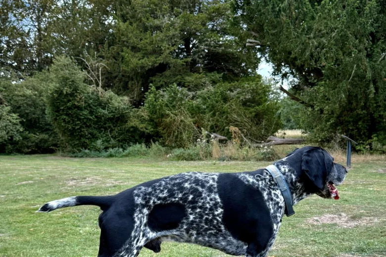 German Shorthaired Pointer
