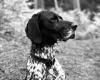 German Shorthaired Pointer