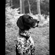 German Shorthaired Pointer