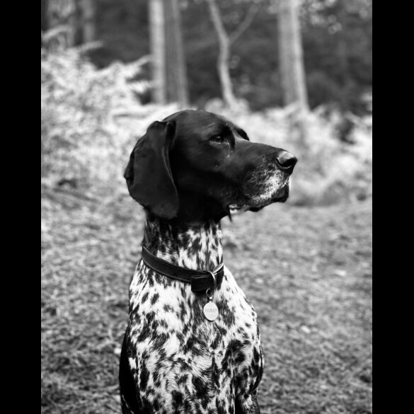 German Shorthaired Pointer