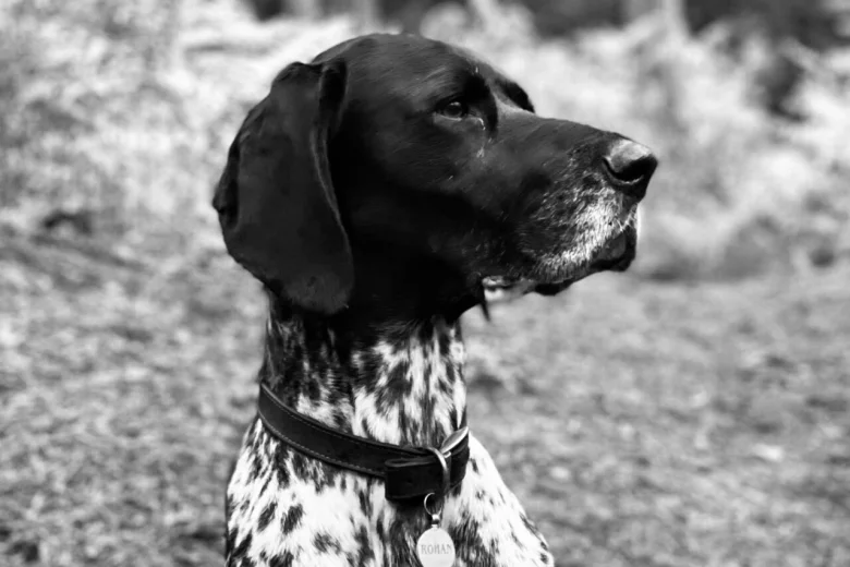 German Shorthaired Pointer