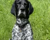 German Shorthaired Pointer