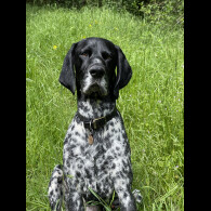 German Shorthaired Pointer