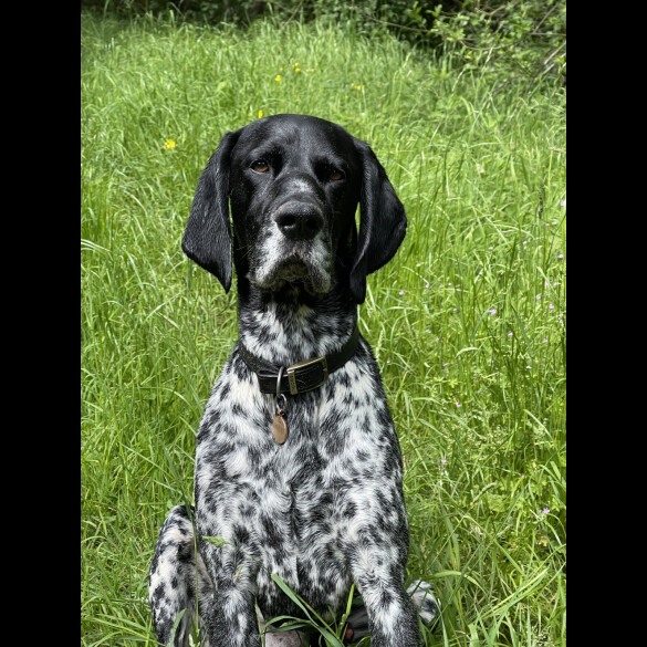 German Shorthaired Pointer