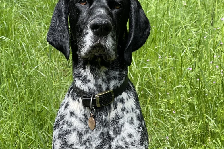 German Shorthaired Pointer