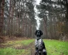 German Shorthaired Pointer