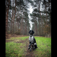 German Shorthaired Pointer