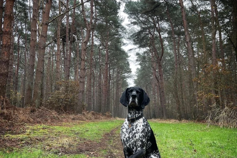German Shorthaired Pointer