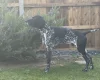 German Shorthaired Pointer