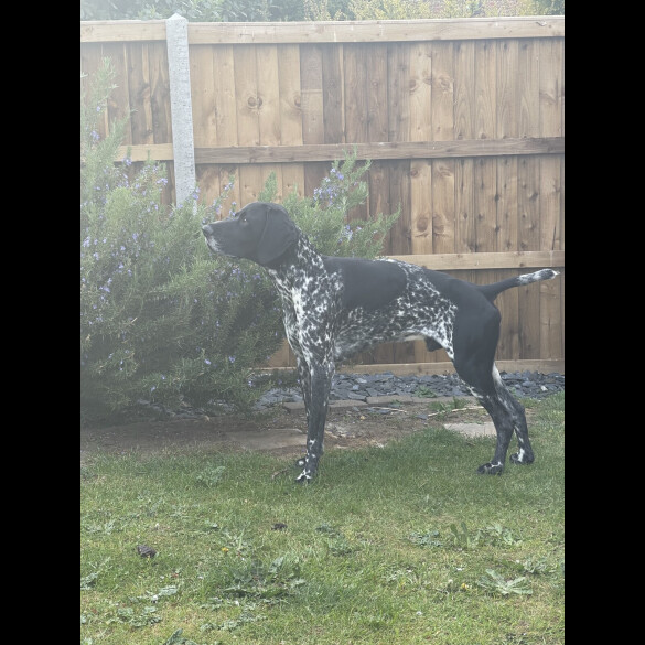 German Shorthaired Pointer