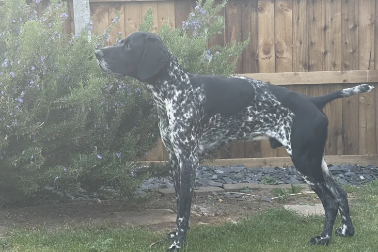 German Shorthaired Pointer