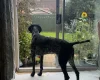 German Shorthaired Pointer