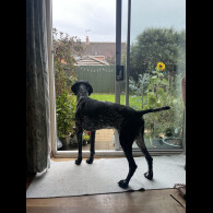 German Shorthaired Pointer