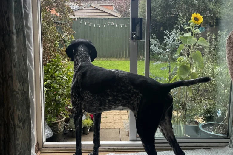 German Shorthaired Pointer