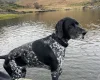 German Shorthaired Pointer