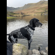 German Shorthaired Pointer