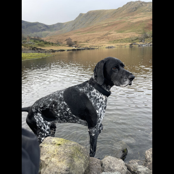 German Shorthaired Pointer