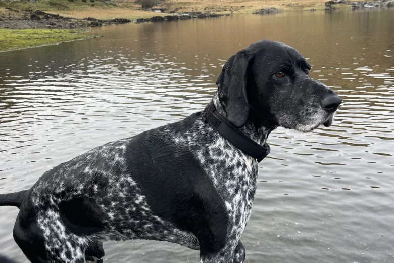 German Shorthaired Pointer