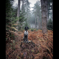 German Shorthaired Pointer